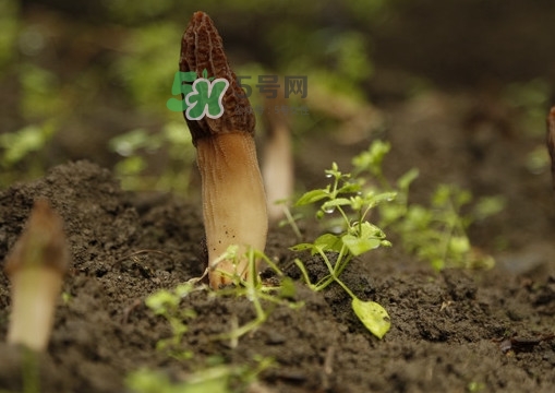 孕婦可以吃羊肚菌嗎？什么人不能吃羊肚菌