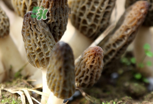 羊肚菌能治什么?。垦蚨蔷芾鋬霰ｕr嗎