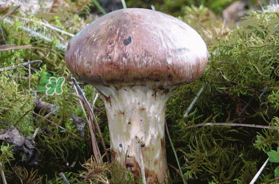 松茸是發(fā)物嗎？松茸是熱性還是涼性？