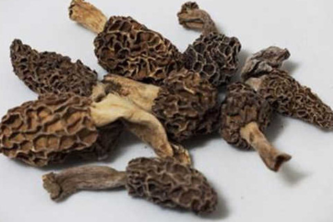 羊肚菌有毒嗎？羊肚菌可以人工種植嗎？