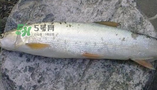 鳡魚好吃嗎？鳡魚刺多嗎
