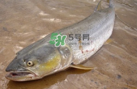 鳡魚怎么釣？鳡魚在魚缸里怎么養(yǎng)