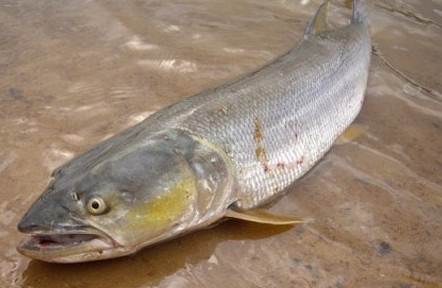 鳡魚吃什么？翹嘴魚和鳡魚有什么區(qū)別
