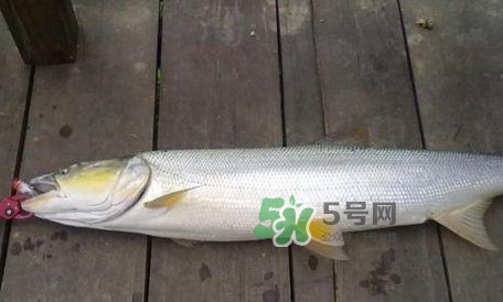 釣鳡魚用什么路亞竿好？路亞鳡魚用什么餌好