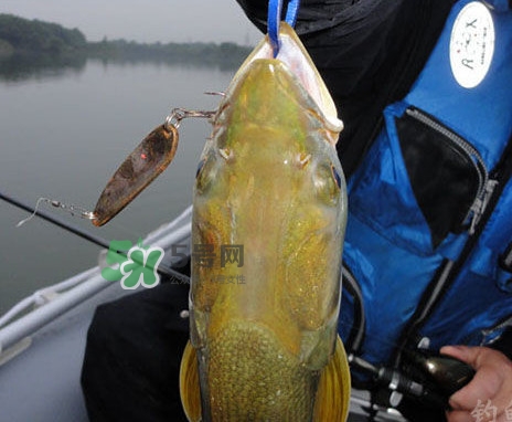 鳡魚(yú)是什么魚(yú)？鳡魚(yú)是淡水魚(yú)嗎