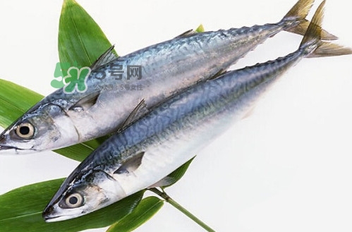 一般鳡魚能長到多大？鳡魚與假鳡魚怎么區(qū)分