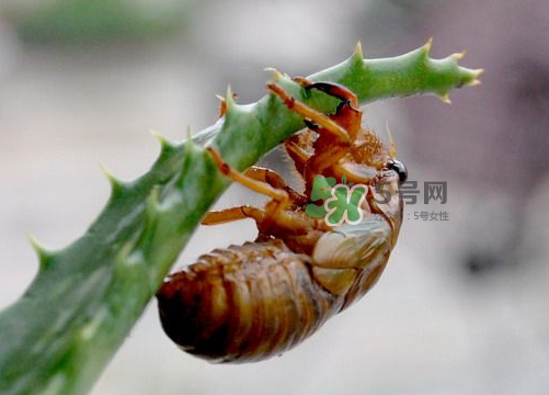 金蟬怎么保存一夜不死？怎樣保存一夜金蟬不死？
