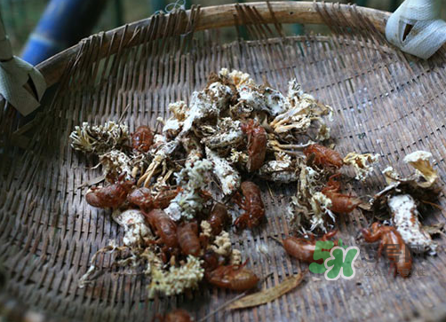 金蟬花可以放在冰箱嗎？新鮮金蟬花怎么保存？
