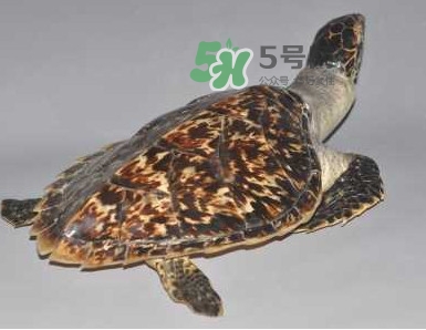 玳瑁龜好養(yǎng)嗎？養(yǎng)玳瑁龜違法嗎