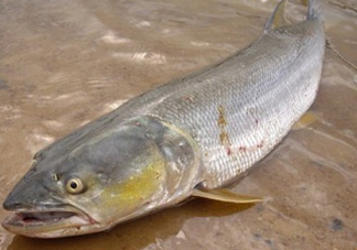 鳡魚怎么釣？鳡魚在魚缸里怎么養(yǎng)