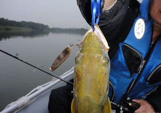 鳡魚好吃嗎？鳡魚刺多嗎