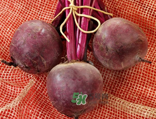 甜菜根是什么菜？甜菜根什么季節(jié)收獲