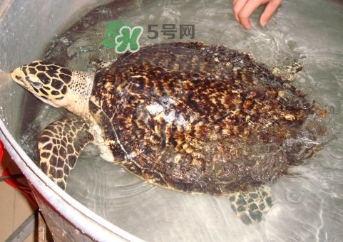 玳瑁龜好養(yǎng)嗎？養(yǎng)玳瑁龜違法嗎