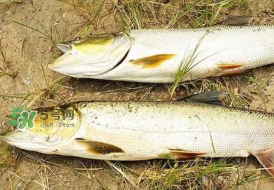 鳡魚怎么釣？鳡魚在魚缸里怎么養(yǎng)