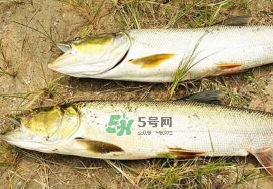 鳡魚(yú)是什么魚(yú)？鳡魚(yú)是淡水魚(yú)嗎