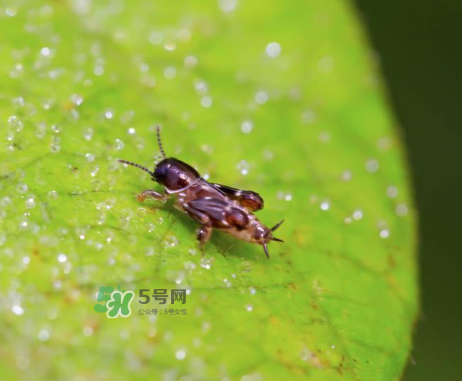 跳蚤會(huì)寄生在人身上嗎？跳蚤會(huì)在人身上存活嗎？