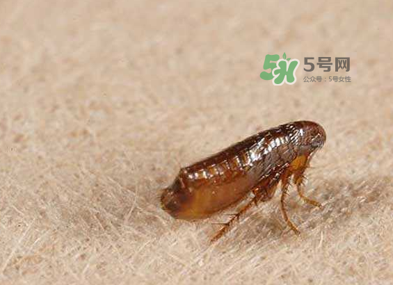 跳蚤會(huì)寄生在人身上嗎？跳蚤會(huì)在人身上存活嗎？