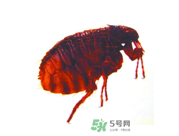 跳蚤會飛嗎？跳蚤會咬人嗎？