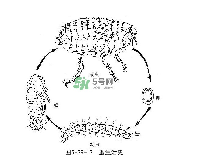 跳蚤會飛嗎？跳蚤會咬人嗎？