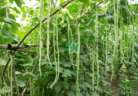 豇豆是什么樣的？豇豆是長(zhǎng)豆角嗎？
