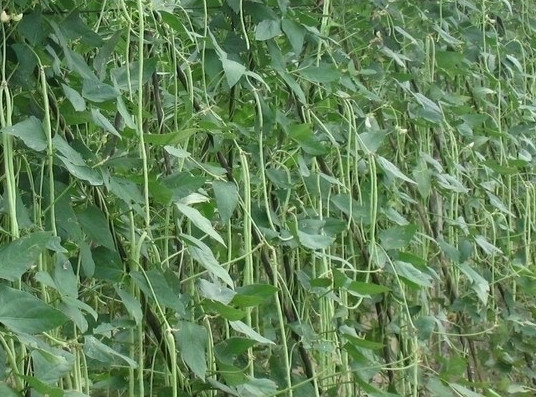 缸豆可以生吃嗎？缸豆可以炒雞蛋嗎