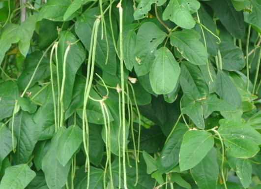 缸豆幾月份種？缸豆什么時候播種？