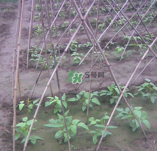 缸豆什么時候搭架？缸豆要怎樣搭架子