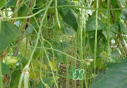缸豆什么季節(jié)有？缸豆是幾月的蔬菜
