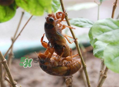 金蟬為什么這么貴？野生金蟬和養(yǎng)殖金蟬的區(qū)別