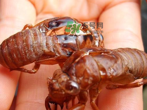 金蟬為什么這么貴？野生金蟬和養(yǎng)殖金蟬的區(qū)別
