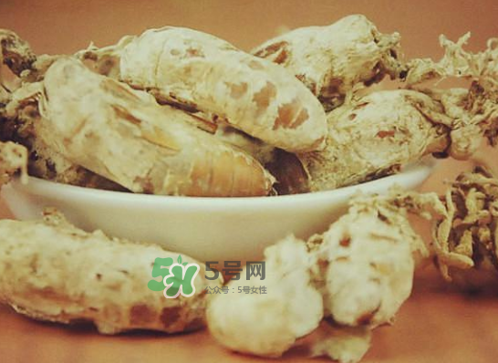 野生金蟬花多少錢一只？野生金蟬花價(jià)格