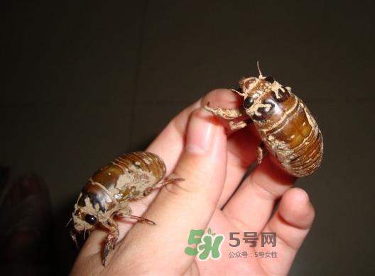 金蟬晚上幾點(diǎn)出來？金蟬為什么晚上出來？