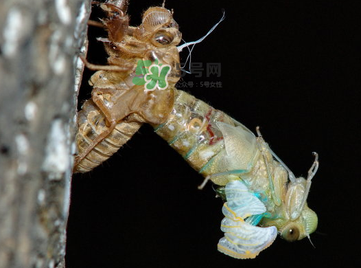 金蟬晚上幾點(diǎn)出來？金蟬為什么晚上出來？