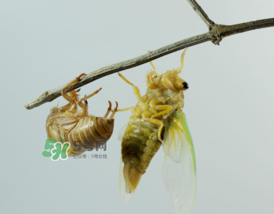 金蟬什么時候最多？金蟬什么時候沒有？
