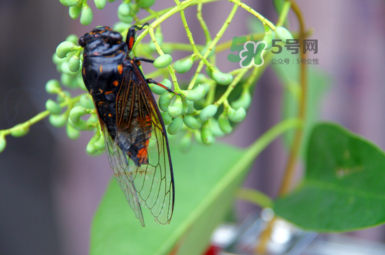 金蟬什么時候最多？金蟬什么時候沒有？