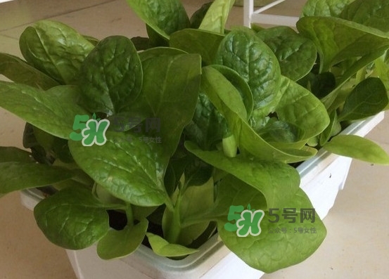木耳菜怎么清洗？木耳菜怎么擇？