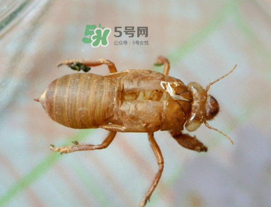 知了殼能能吃嗎？知了殼怎么吃？