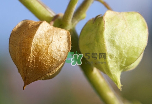 菇娘是寒性還是熱性？菇娘是哪里產(chǎn)的