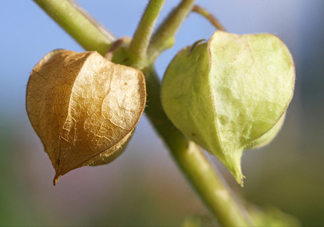 菇娘是寒性還是熱性？菇娘是哪里產(chǎn)的