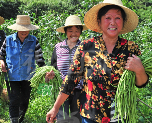 九月份可以種什么蔬菜？九月份適合種植什么蔬菜？
