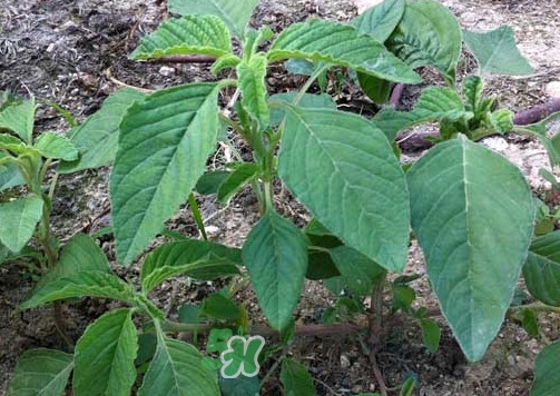 野莧菜孕婦能吃嗎？莧菜和野莧菜的區(qū)別