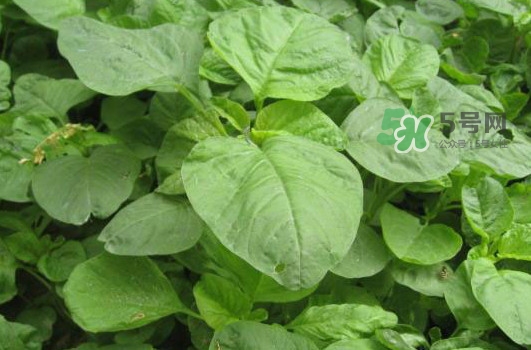 野莧菜怎么做好吃？野莧菜怎么保存