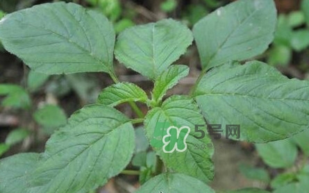 野莧菜有刺嗎？野莧菜和刺莧菜一樣嗎