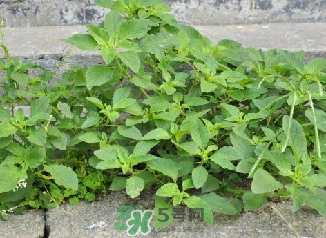 野莧菜什么人不能吃？野莧菜不能和什么一起吃