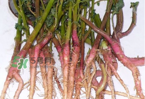 莧菜留根能長么？莧菜根為什么腌制前要水泡一整天