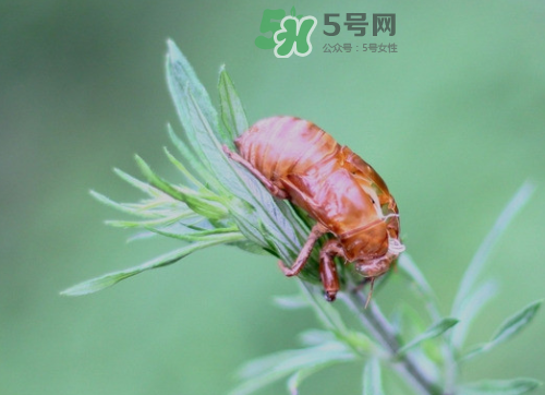 知了殼能治過敏性鼻炎嗎？知了殼可以治過敏性鼻炎嗎？