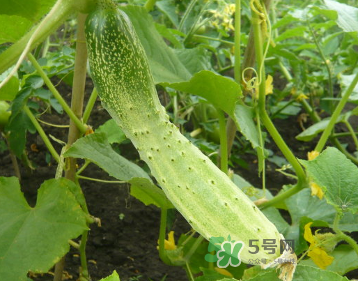 立秋可以種什么菜？立秋后可以種什么菜？