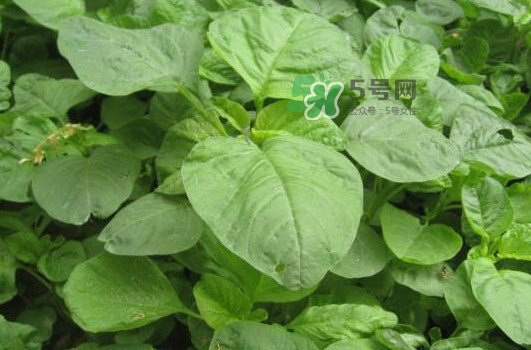 野莧菜什么人不能吃？野莧菜不能和什么一起吃
