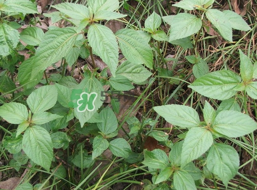 野莧菜孕婦能吃嗎？莧菜和野莧菜的區(qū)別