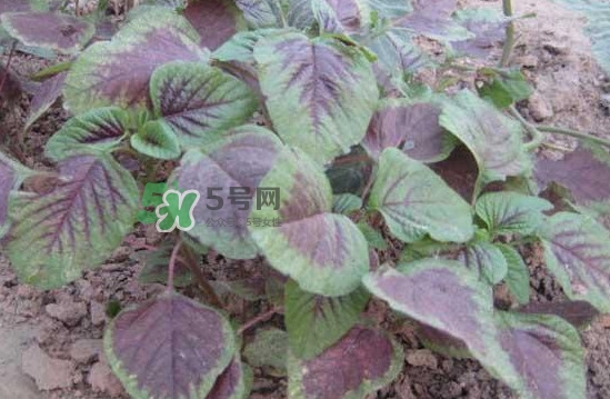 野莧菜有毒嗎？野莧菜怎么吃
